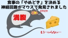 食事の「やめどき」を決める神経回路が発見された