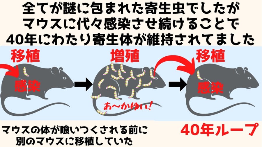 1981年にベネズエラで確認された寄生体を40年にわたりマウス体内で維持してきた