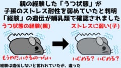 親マウスの「経験」が子マウスに遺伝すると判明