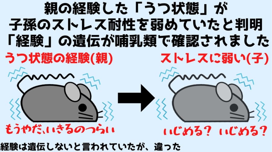 親マウスの「経験」が子マウスに遺伝すると判明