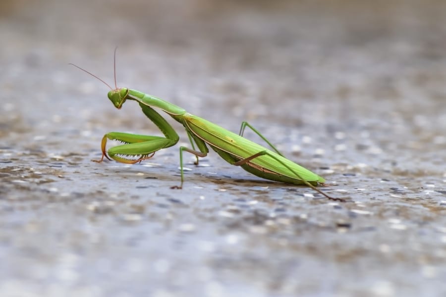 ハリガネムシが「カマキリを入水自殺させる」仕組みが明らかに