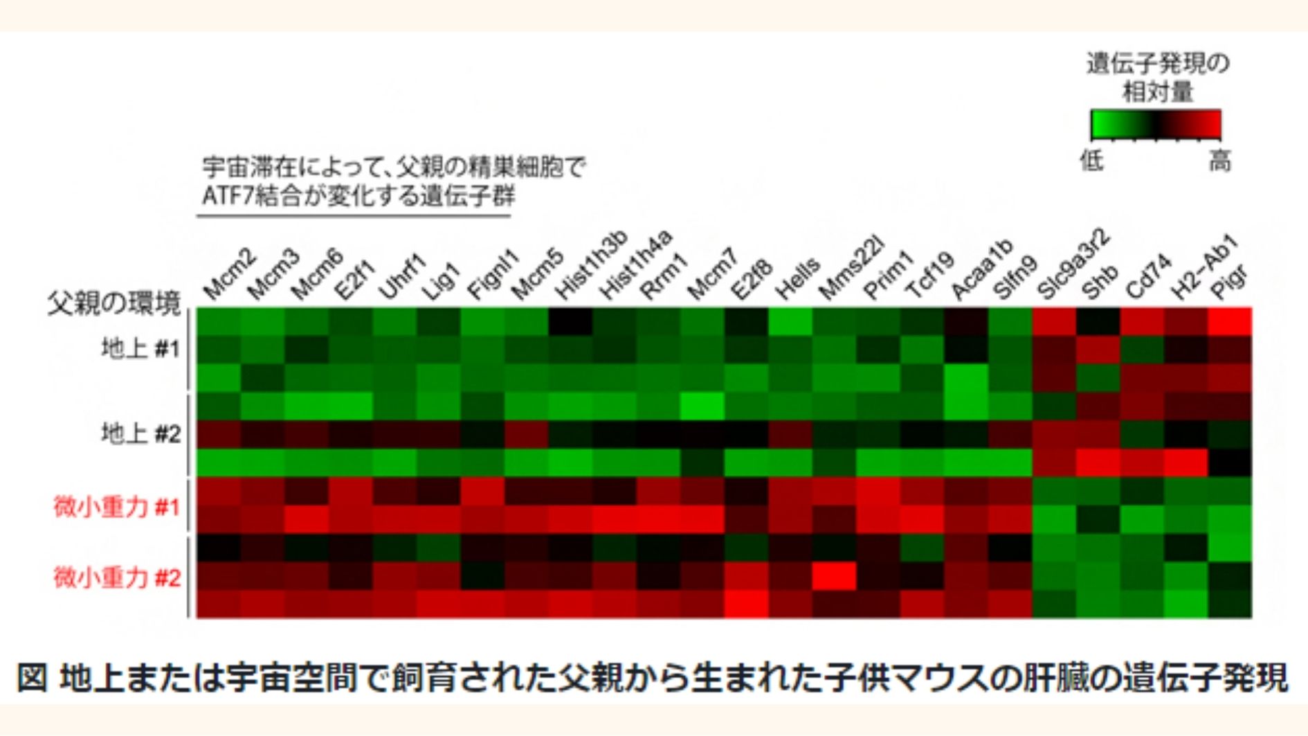 縦軸は、地上飼育を父親とする6個体、宇宙飼育を父親とする5個体の子供マウスを示している。横軸は、2種類の父親の環境で違いが見られた遺伝子を示している。色は、遺伝子発現の相対量を示している。宇宙マウス（微小重力飼育）の子供マウスでは、全部で24個の遺伝子のうち、19個の遺伝子の発現が地上飼育マウスよりも上昇し、5個の遺伝子の発現が低下した。
