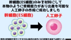 幹細胞の万能性を利用して受精能力のある卵子を作った