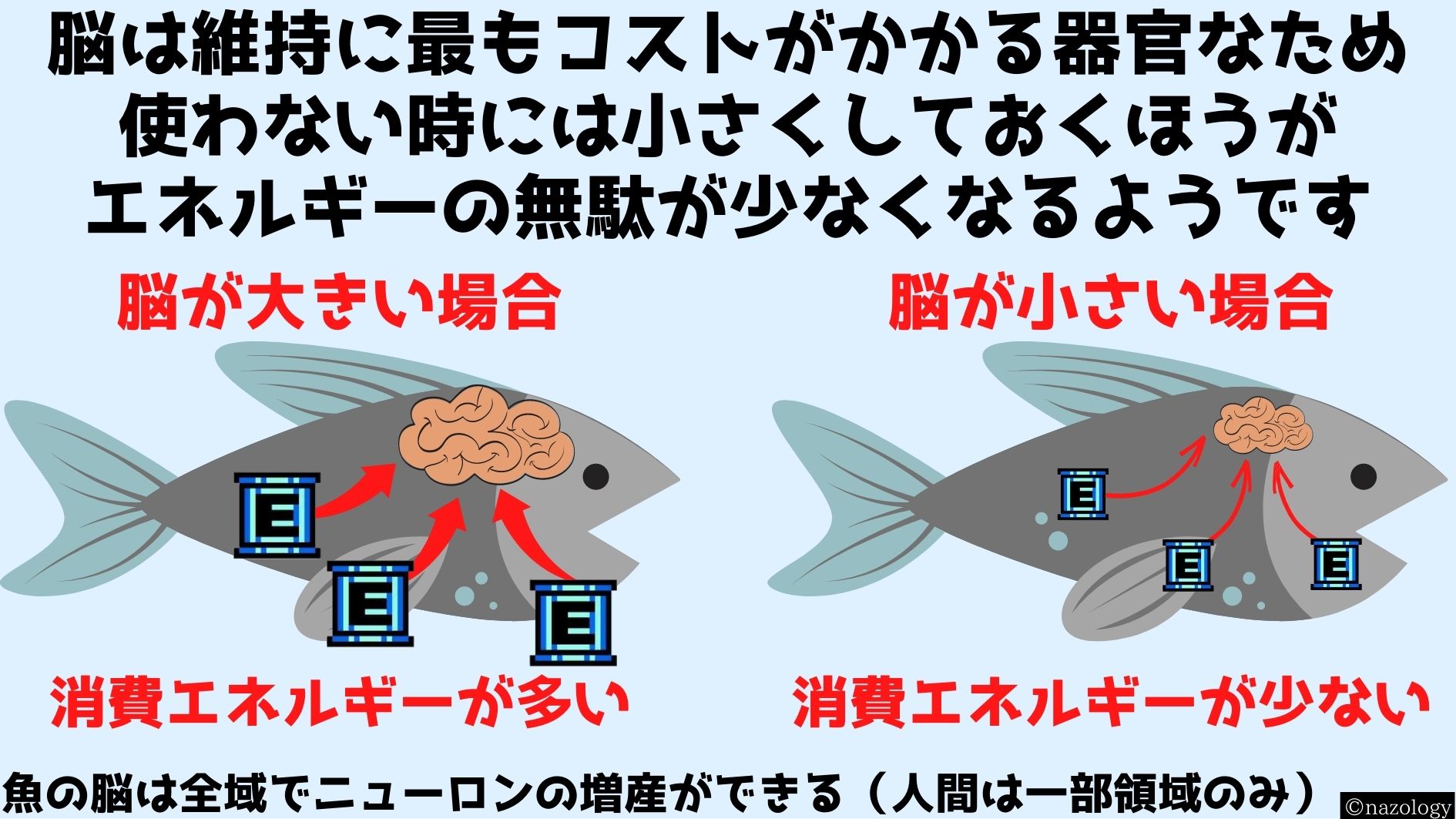 活発な電気信号のやり取りを行っている脳の維持には莫大なエネルギーが必要となる