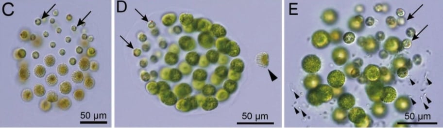 オス群体（C）、メス群体（D）、精子束の到達したメス群体（E）