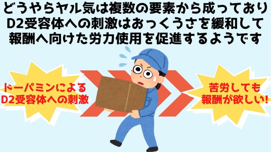 D2受容体を含む経路は行動の億劫さを緩和して報酬を得るための労力をうながす