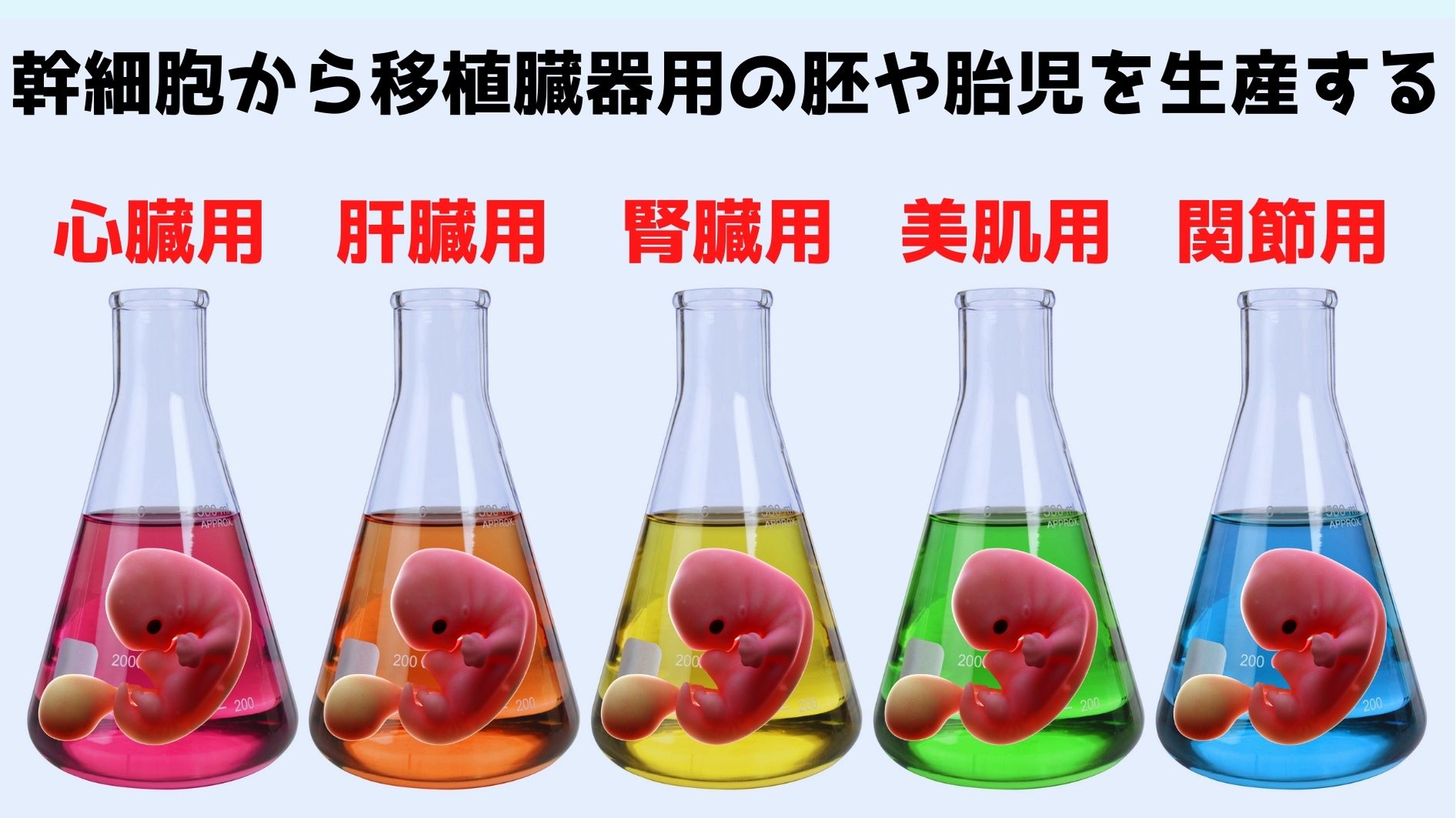 幹細胞由来の胚や胎児は移植用臓器の供給源として有望である