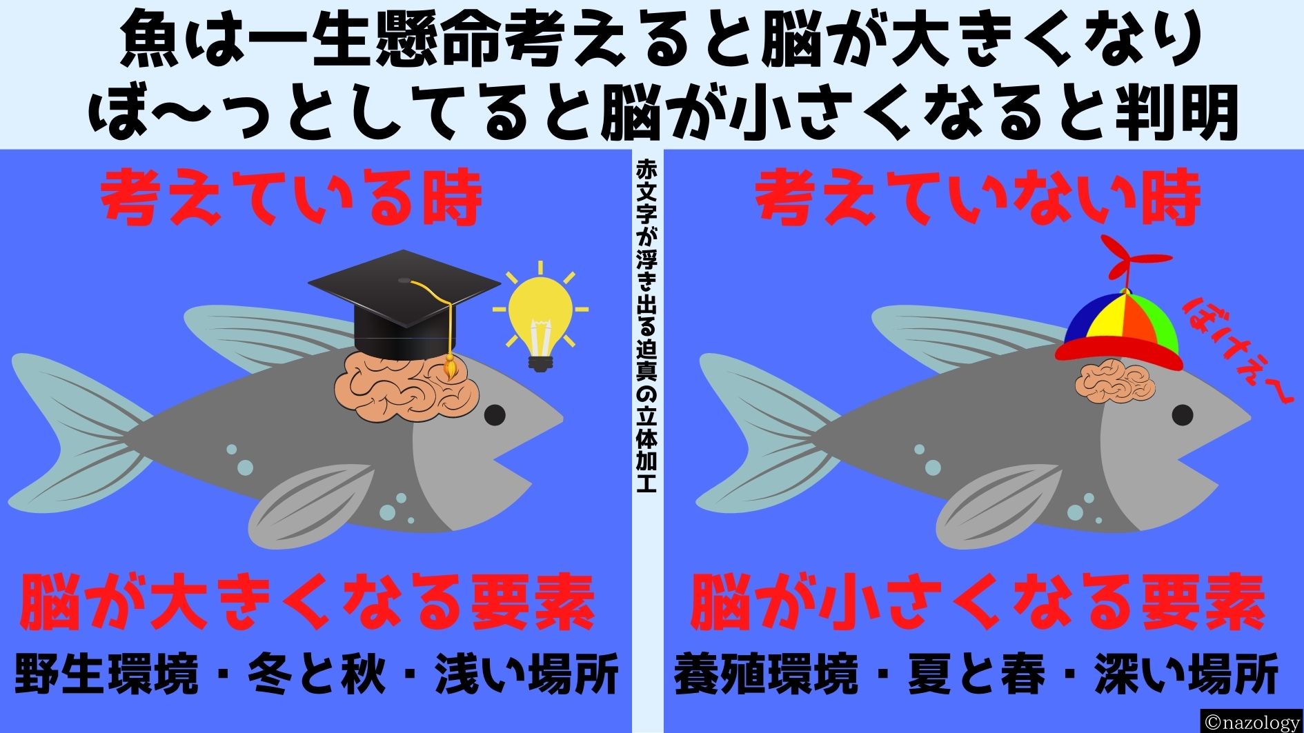 魚は一生懸命考える時に脳が大きくなり「ぼ～」としてると小さくなると判明！