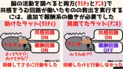 助けたラットの脳は共感の回路に加えて快楽の回路（報酬系）が活性化していた