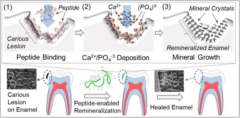 特殊なペプチドがエナメル質を再生する