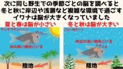 イワナ（レイクトラウト）は冷たい水が好きなため夏と春は沖の深い場所にいるが冬と秋には浅瀬に出てくる