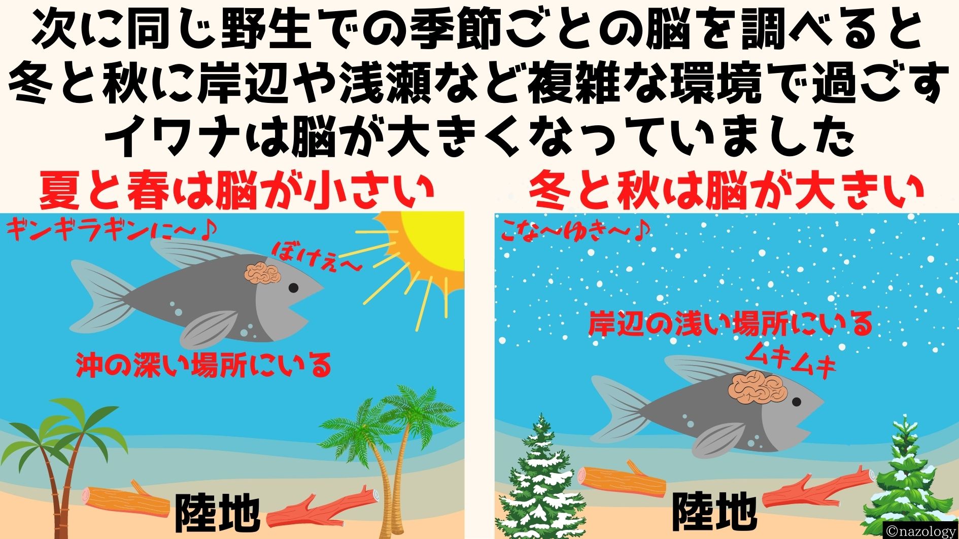 イワナ（レイクトラウト）は冷たい水が好きなため夏と春は沖の深い場所にいるが冬と秋には浅瀬に出てくる