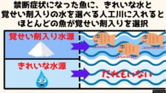 禁断症状を発した魚に選択権を与えると、多くが覚せい剤入りの水源から流れる水のレーンに移動した