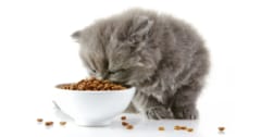 ネコは「ヒゲ疲れ」で食事をやめるという研究の画像 1/3