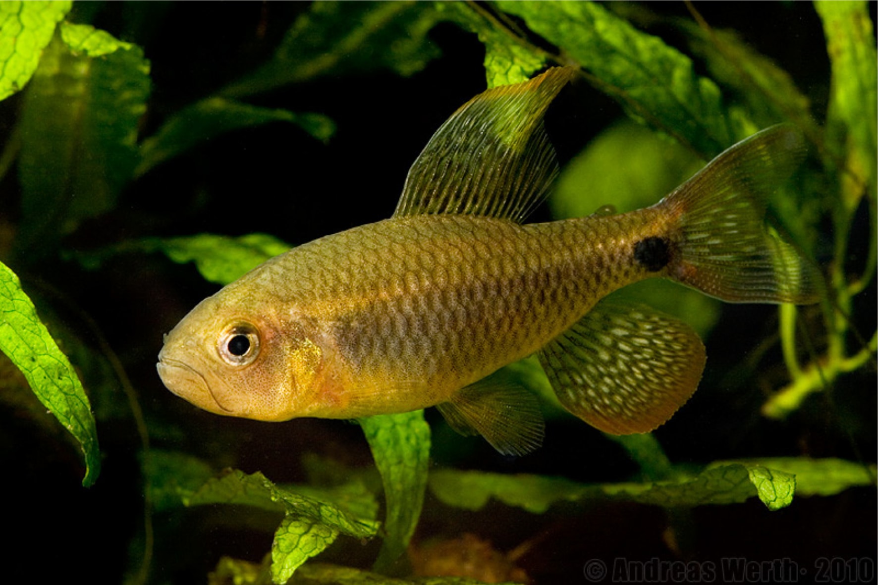 強いオス魚は「寝取る」ため他のオスに求愛行動を代行させていた - ナゾロジー