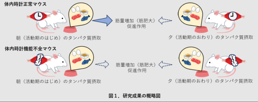 体内時計機能不全のマウスは朝食の筋量増加効果が見られなかった