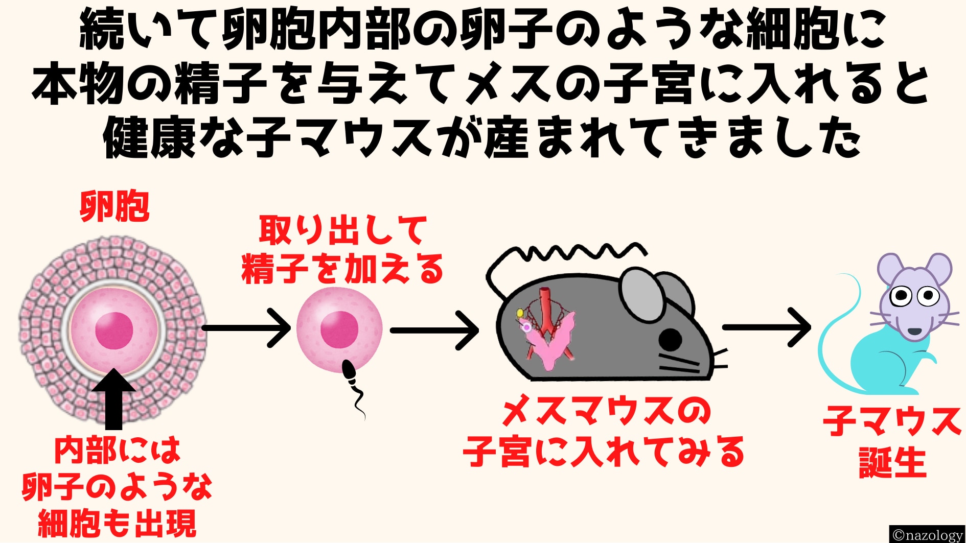 卵胞内部の卵子のような細胞に精子を与えると受精卵になった