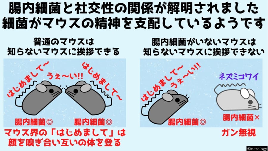 腸内細菌がないマウスは社交性が低くボッチになる