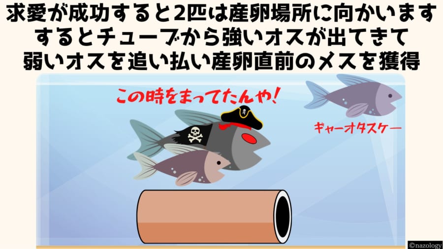 メスの体が産卵直前になった状態でカップルが近づくと強いオスが現れてメスを奪う