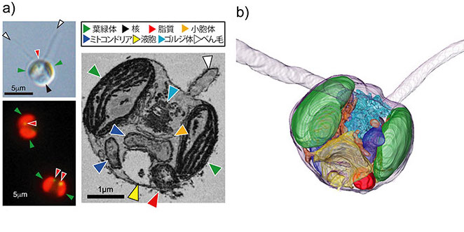 炭化水素をつくる植物プランクトンを発見！