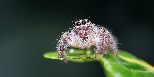 ハエトリグモは「生物と非生物」を目で見分けられる