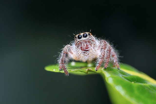 ハエトリグモは動きから生物と非生物を見分ける視力を持つと判明