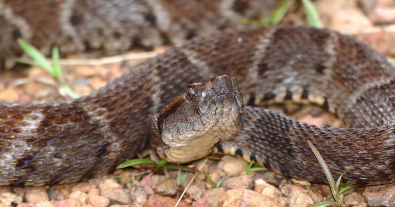 カイサカ（学名：Bothrops atrox）