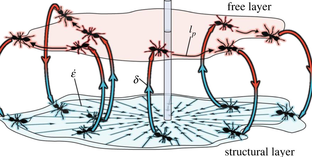 ヒアリの筏にはあるルールが存在した