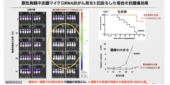 マウス実験にて顕著な腫瘍の縮小と生存率の大幅な延長が認められる