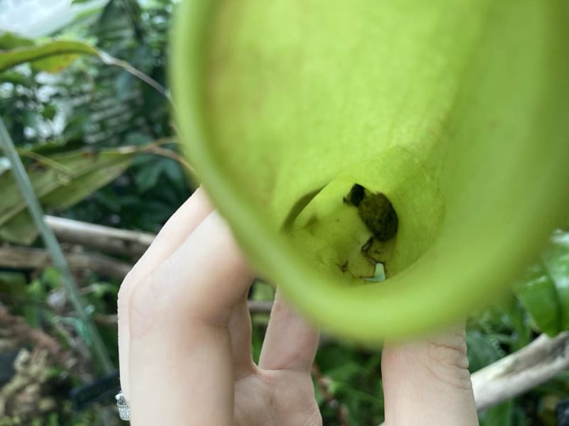 ウツボカズラのツボの内部