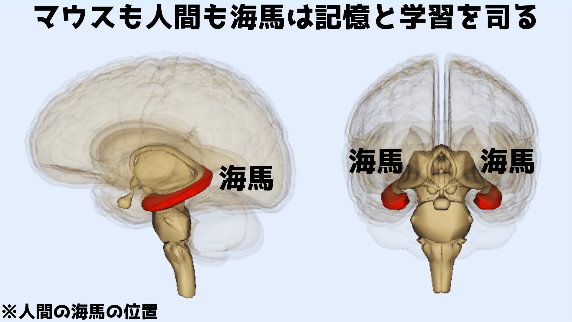 マウスも人間も海馬は記憶と学習を司る