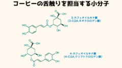 質感の要素は糖類や脂肪ではなく小分子が担当していた