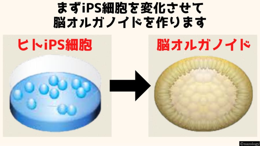 脳オルガノイドに神経接続された目はやすことに成功！　②