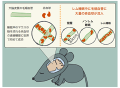 レム睡眠中の毛細血管の血流の大幅な上昇が確認された