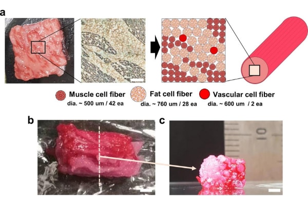 ついに和牛が3Dプリントされる　「バイオ肉」の時代へ