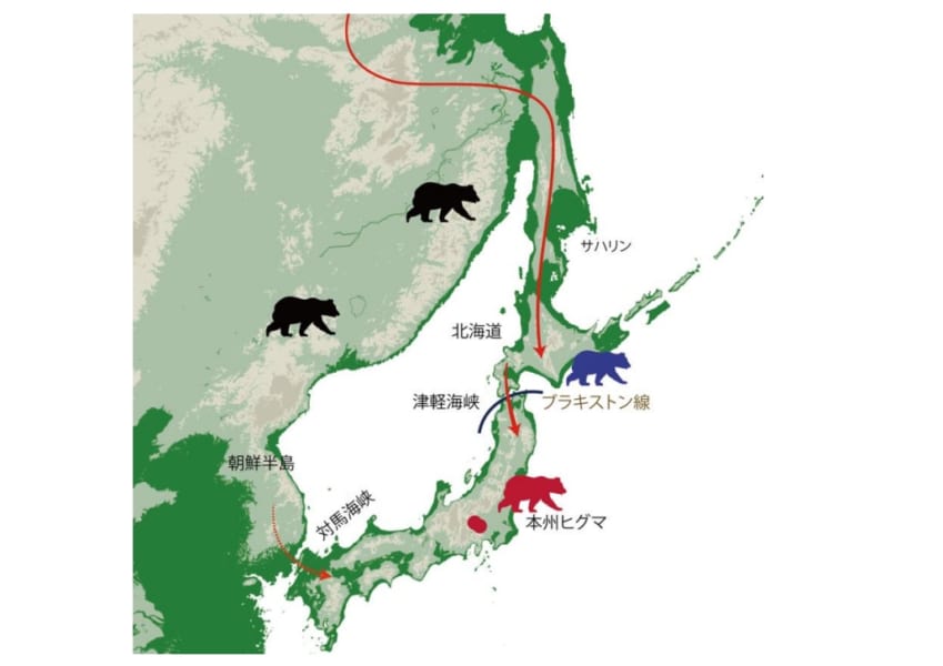 本州ヒグマの移動ルートの推定。青は道南ヒグマ。赤が分岐した本州ヒグマ。緑の領域は海面が120m低下した場合の陸域を示す。