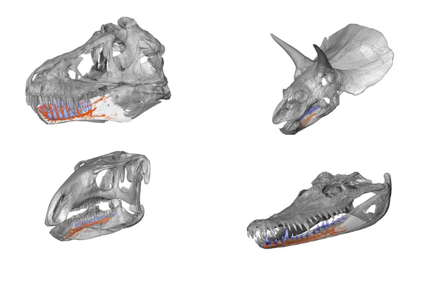 Tレックスの下アゴに繊細な「触覚センサー」があったと判明　肉と骨の選り分けもできた？
