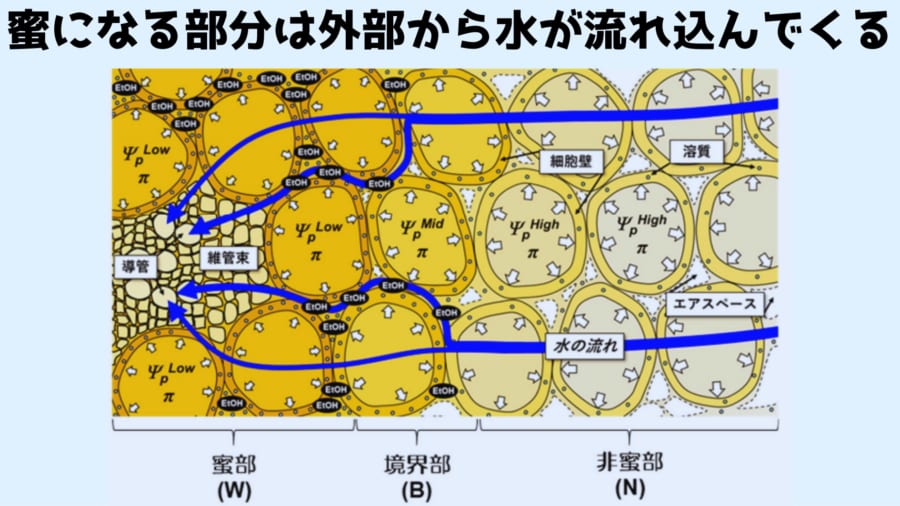 蜜の部分が意外に薄味なのは外部から多くの水分が入り込み甘味が薄れているから