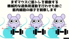 人間の筋肉を摘出して観察するわけにはいかないのでマウスで実験した