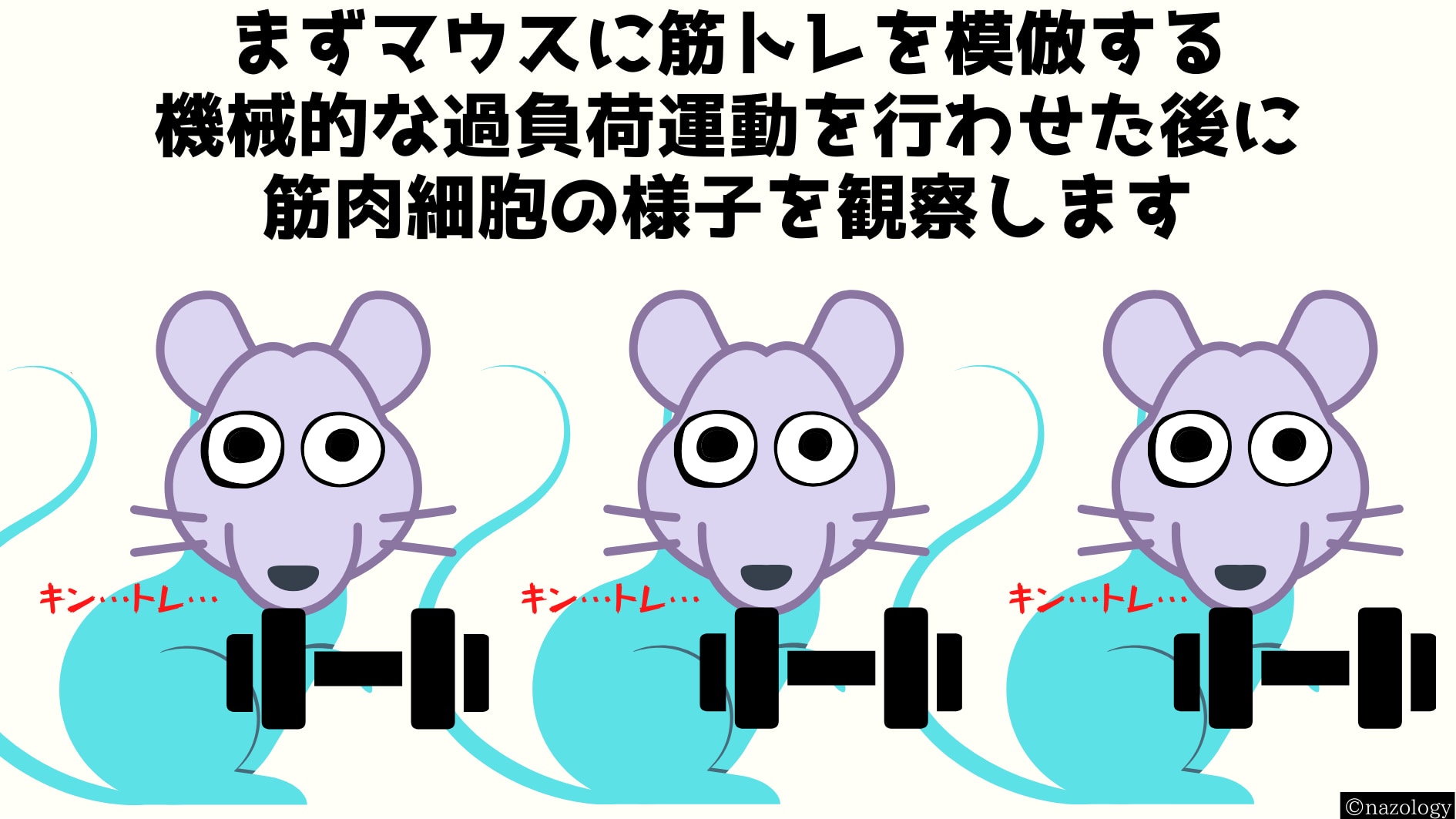 人間の筋肉を摘出して観察するわけにはいかないのでマウスで実験した