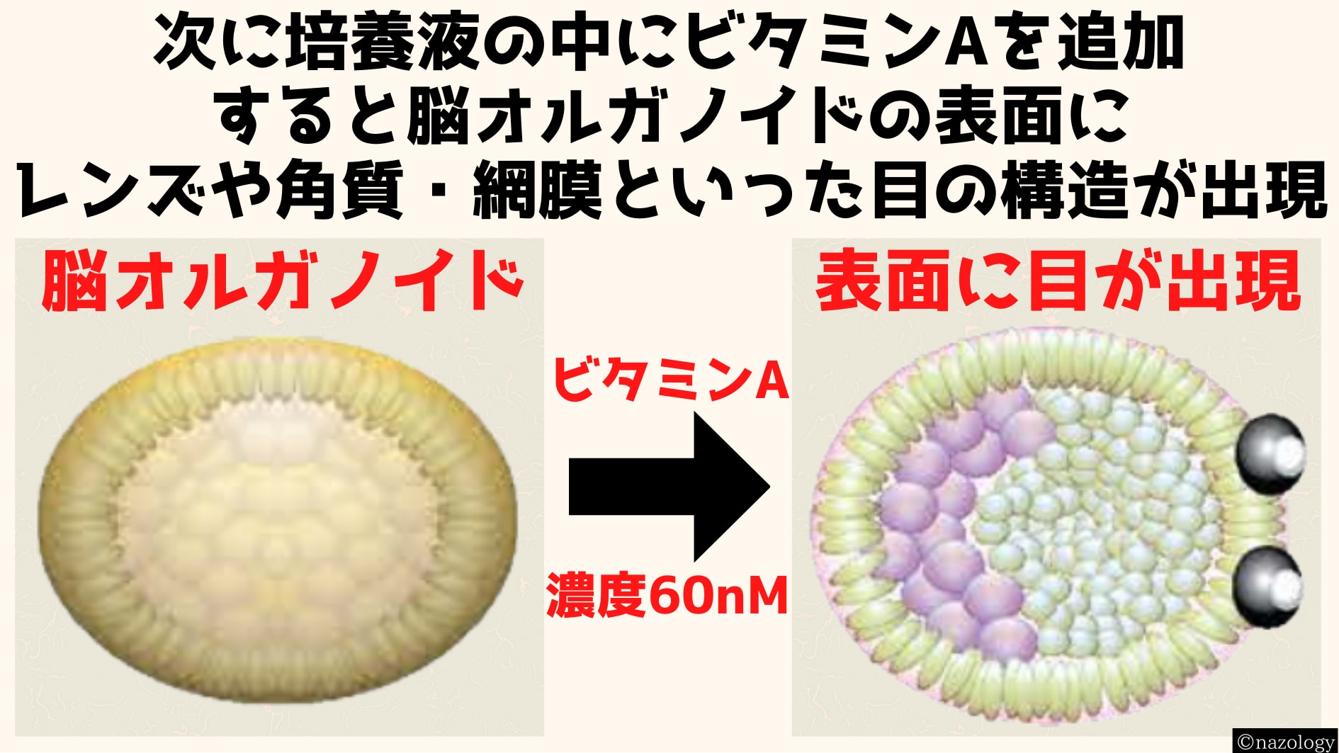 脳オルガノイドに神経接続された目はやすことに成功！　③