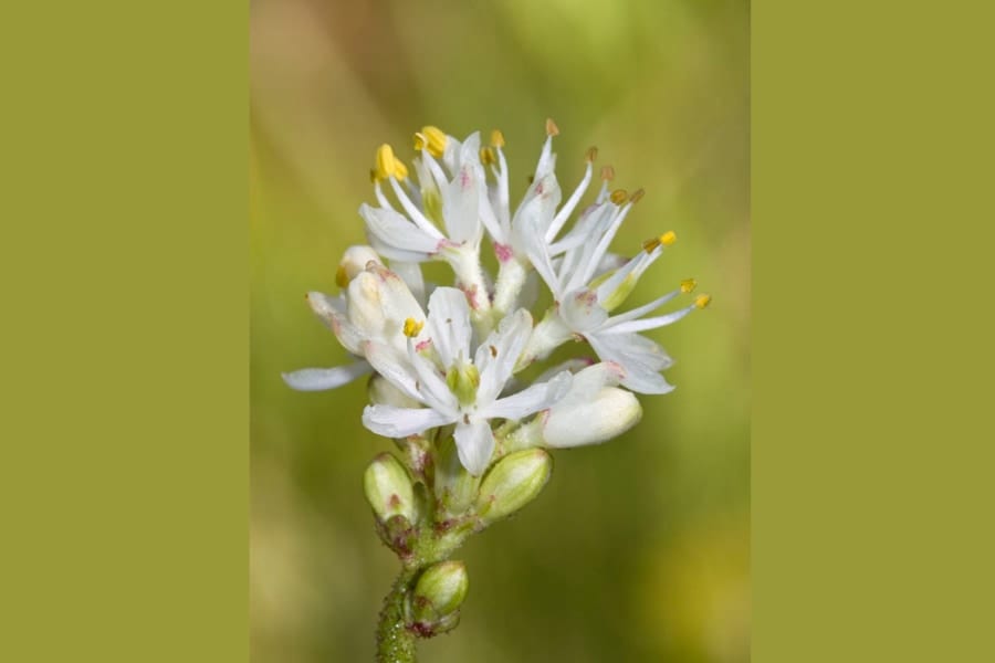 100年前から北米でおなじみの植物が、実は「食虫植物」だったと判明