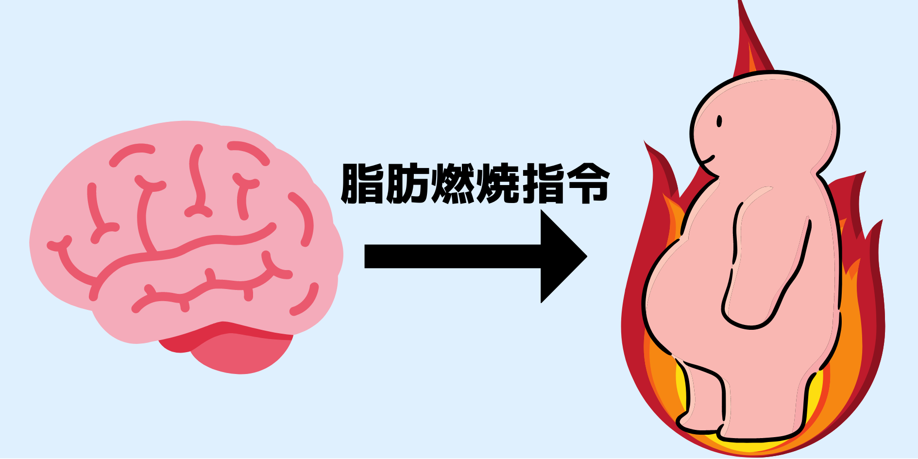 脳と内臓脂肪の間に神経接続があると判明！　内臓脂肪は脳の命令で燃焼していた