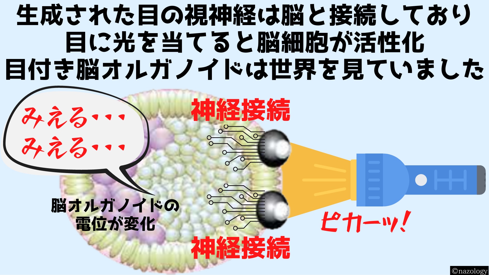 脳オルガノイドに神経接続された目はやすことに成功！　④