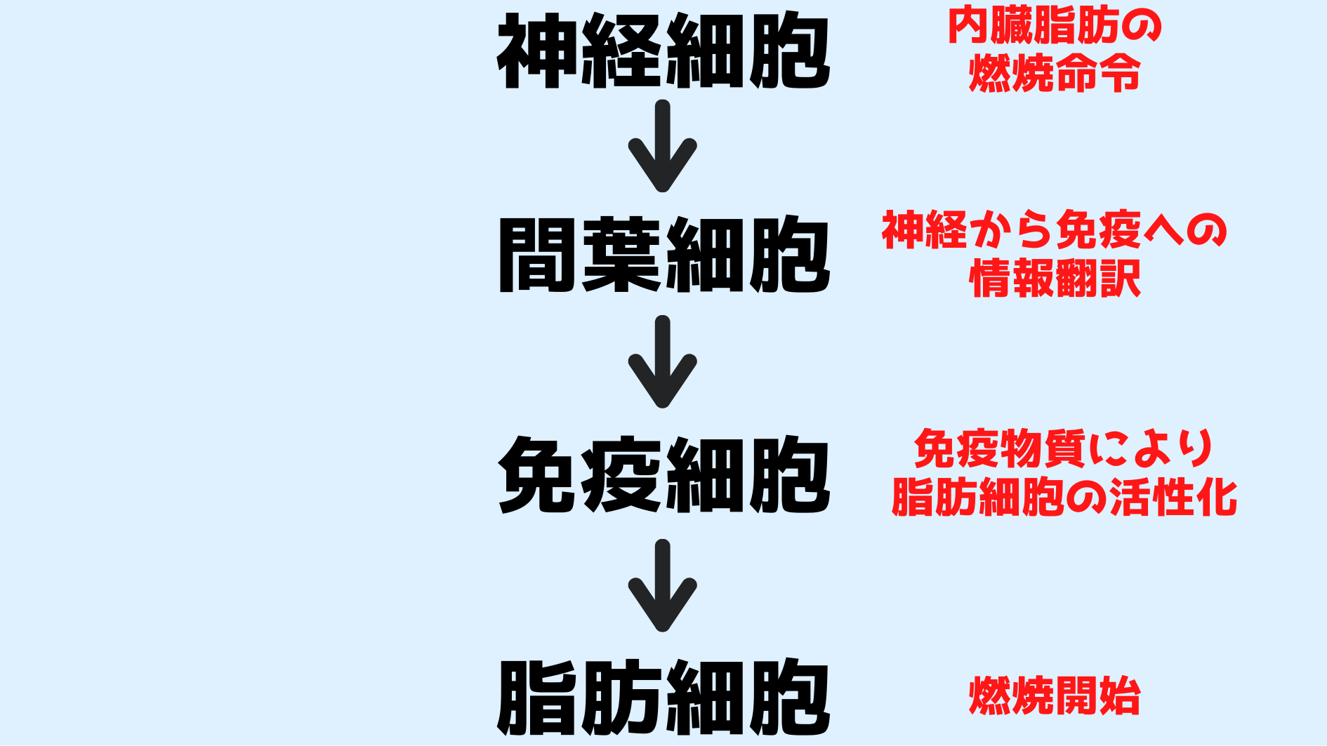 神経シグナルは間葉細胞の翻訳をへて免疫細胞と脂肪細胞に伝達される