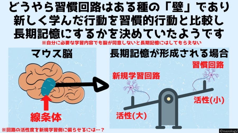 新規記憶回路を優勢にする薬は記憶増強剤になりえる