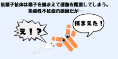 免疫性不妊症の原因となる抗精子抗体。しかし、それは避妊に利用できる可能性がある。