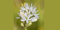 100年前から北米でおなじみの植物が、実は「食虫植物」だったと判明