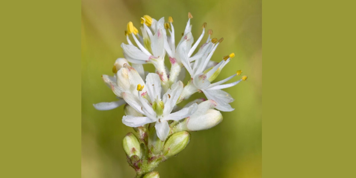 100年前から北米でおなじみの植物が、実は「食虫植物」だったと判明