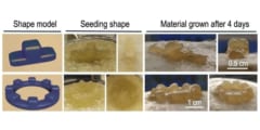 BC（バクテリアセルロース）スフェロイドを使用して構築された2つの3D形状の成長例